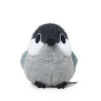 Paki Cinereous Tit