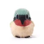 Sandy Fork-tailed Sunbird